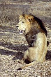 Image du Maroc Professionnelle de  MAX un jeune lion de l'atlas âgé de 7 ans effectue sa première sortie de cage depuis sa naissance au zoo de Témara près de Rabat. Mardi 27 Avril 1999. (Photo / Abdeljalil Bounhar)